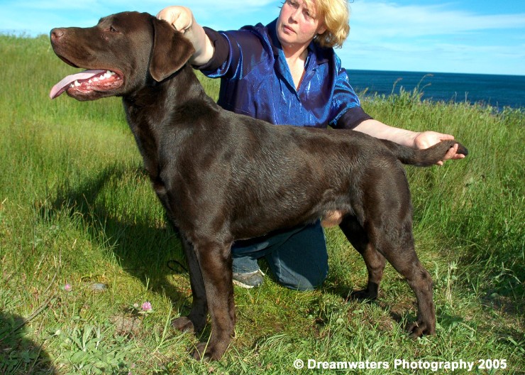 beau  Conformation 1.jpg